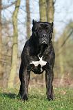 CANE CORSO 1419